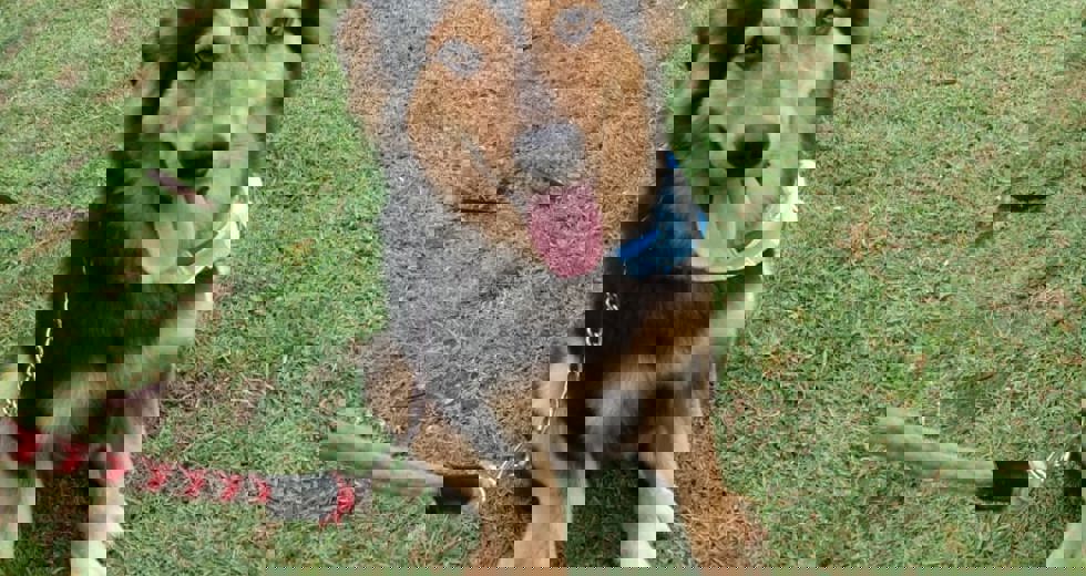 pet-feliz-2.jpg