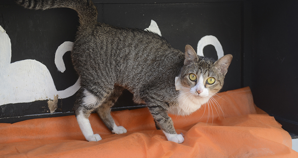 animais-ccz-27-08-2019-lucas-cabral-09.jpg