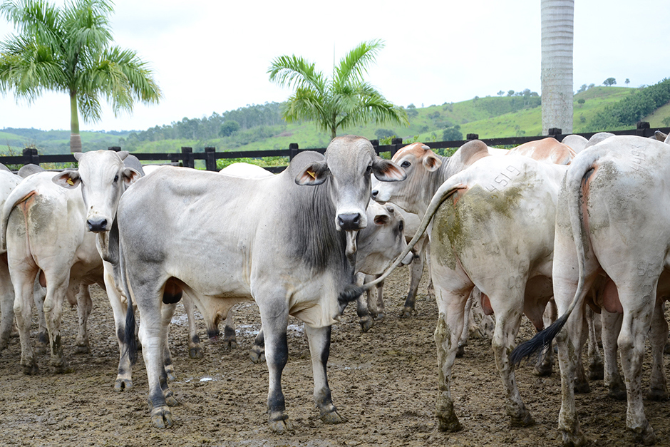 visita-tecnica-fazenda-sao-geraldo-08-04-2019-lucas-cabral-11.jpg