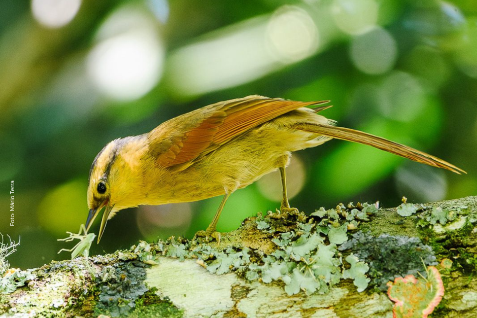 Foto: Divulgação 1.png