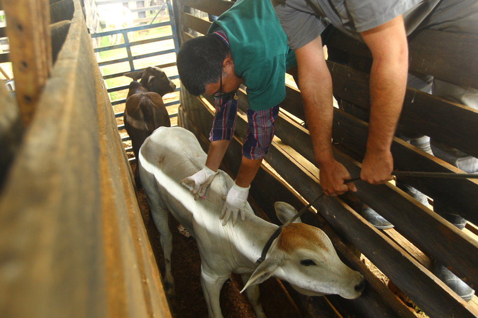 vacina-animal.jpg