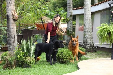 40ª fase do Meu Pet Feliz