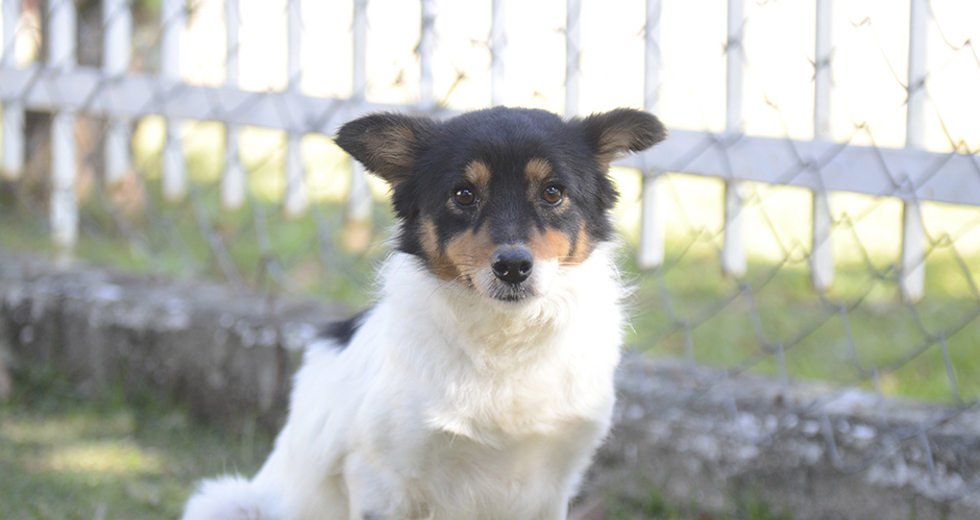 animais-para-adocao-31-07-2019-05.jpg