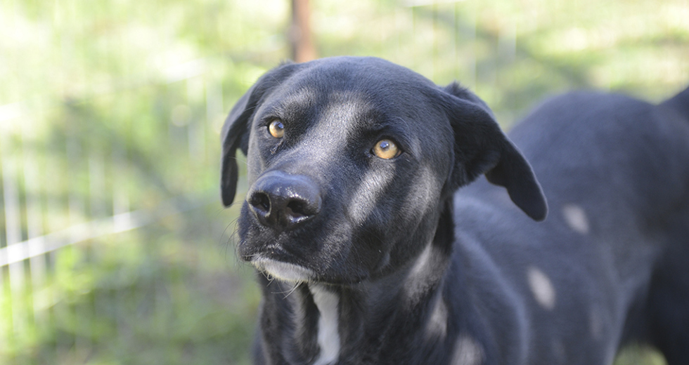 animais-para-adocao-31-07-2019-04.jpg