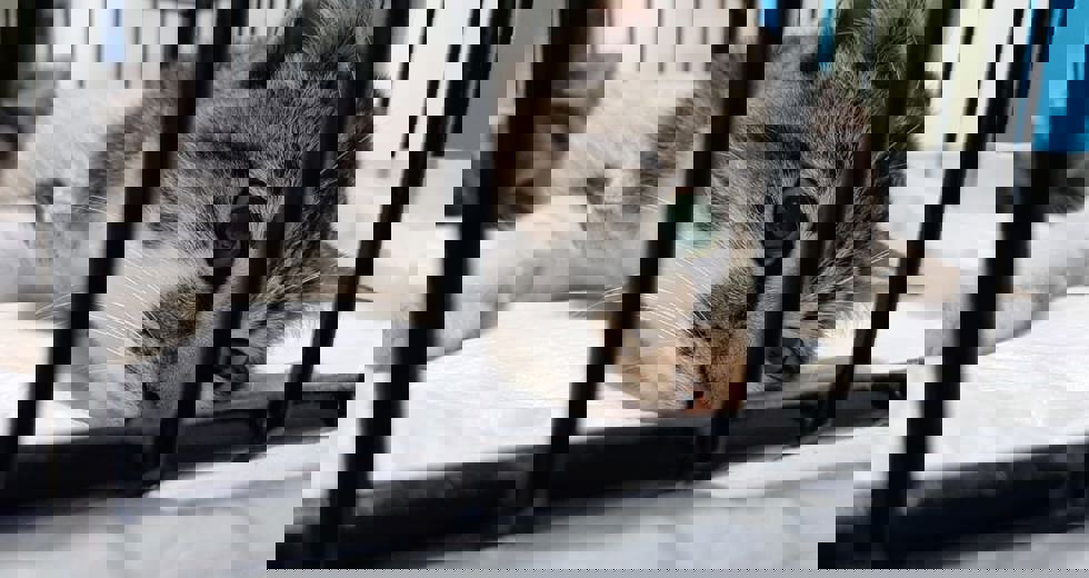 ccz-5.jpeg