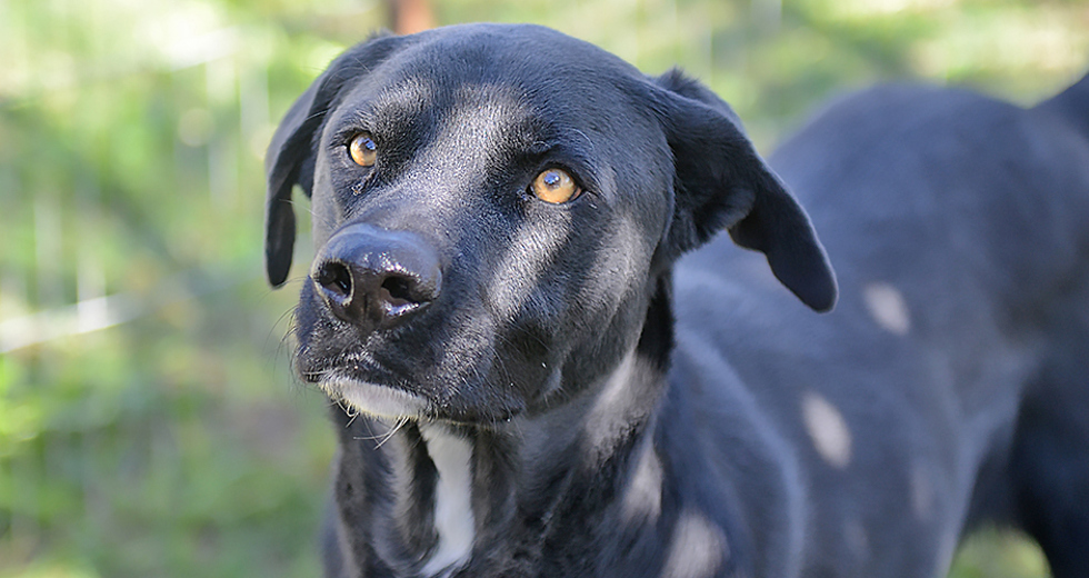 animais-adocao-ccz-26-07-2019-lucas-cabral-02.jpg