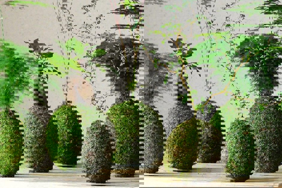 kokedama.jpg