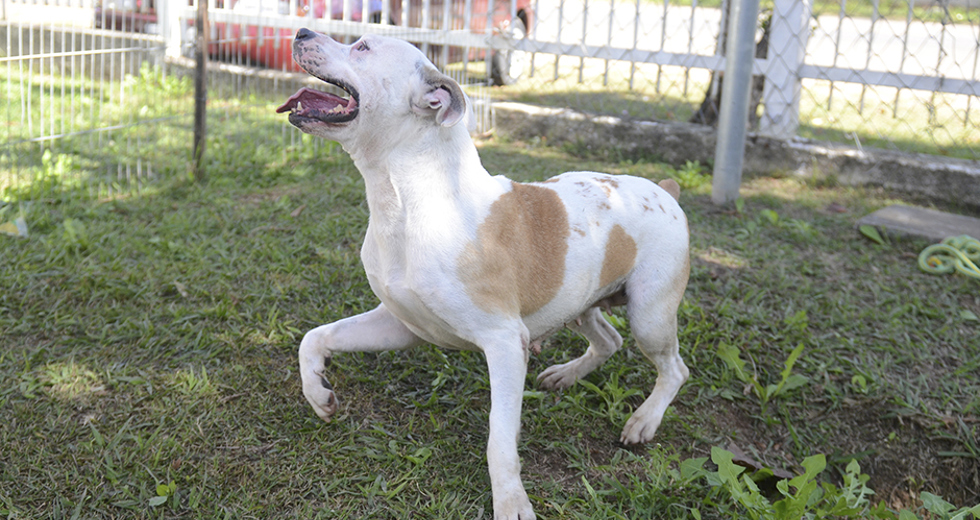 animais-para-adocao-31-07-2019-01.jpg