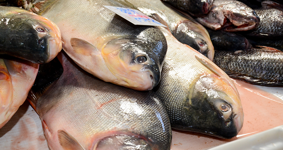 campanha-do-peixe-mercado-municipal-18-04-2019-lucas-cabral-13.jpg