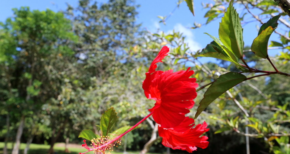 img_1378_adenir_britto.jpg
