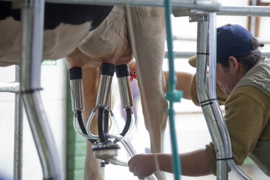 Foto: Divulgação ordenha.jpg