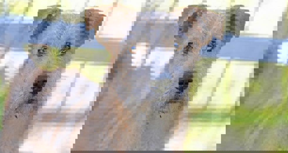 caes-8.jpeg