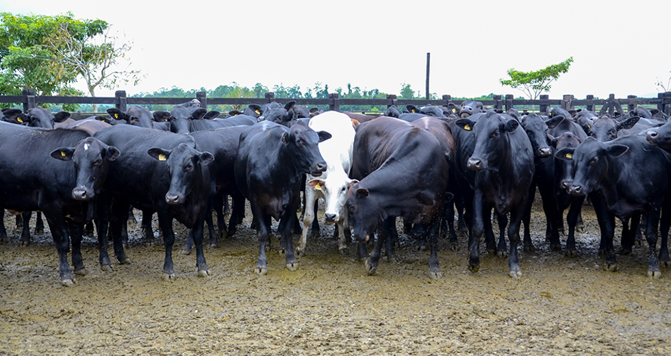 visita-tecnica-fazenda-sao-geraldo-08-04-2019-lucas-cabral-08.jpg