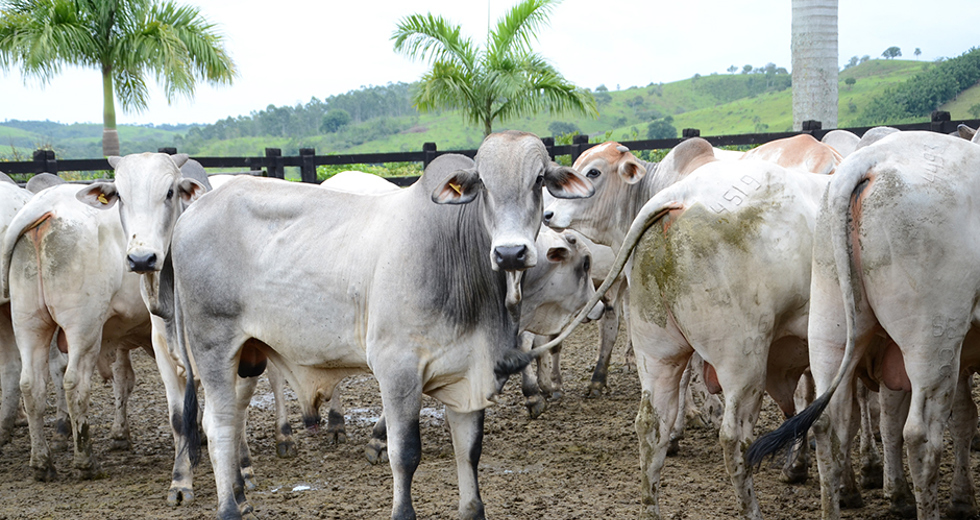 visita-tecnica-fazenda-sao-geraldo-08-04-2019-lucas-cabral-11.jpg