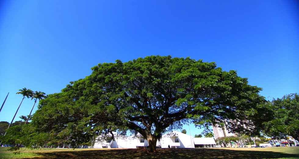 dia_arvore-06-claudio_vieira.jpg