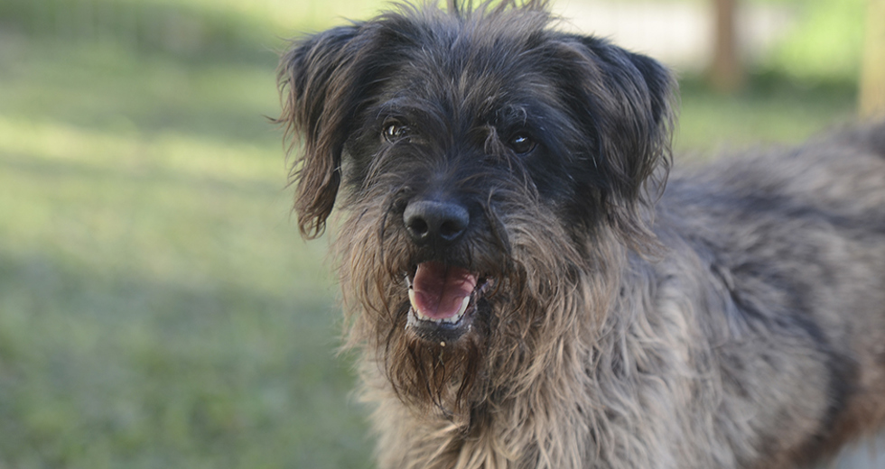 animais-para-adocao-31-07-2019-39.jpg