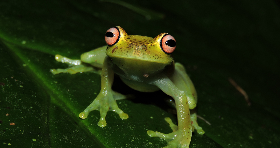 perereca-flautinha.jpg