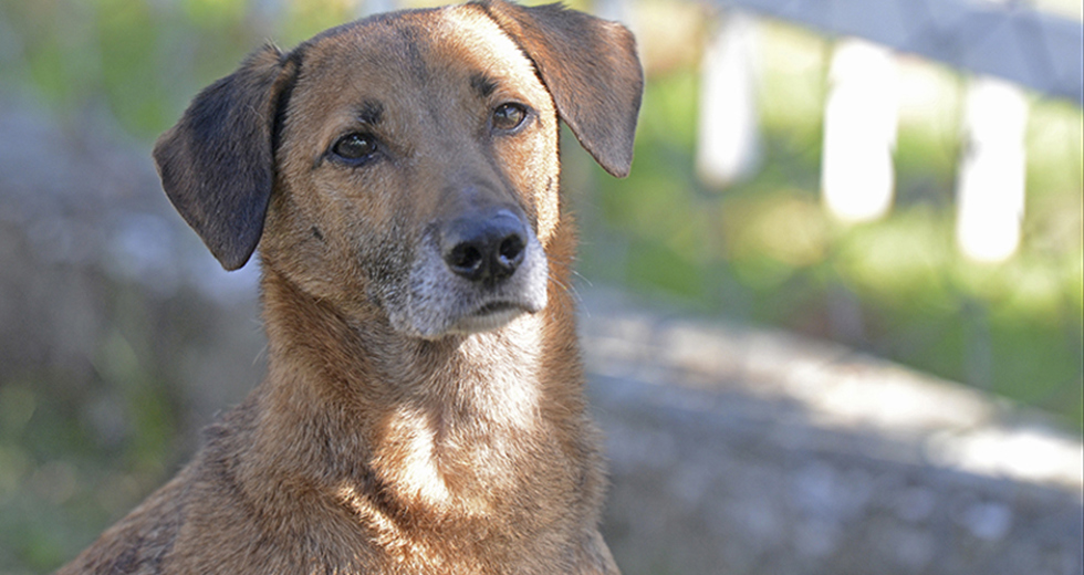 animais-ccz-27-08-2019-lucas-cabral-08.jpg
