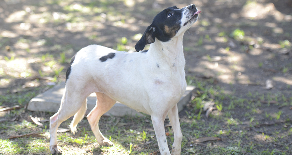 animais-para-adocao-31-07-2019-16.jpg