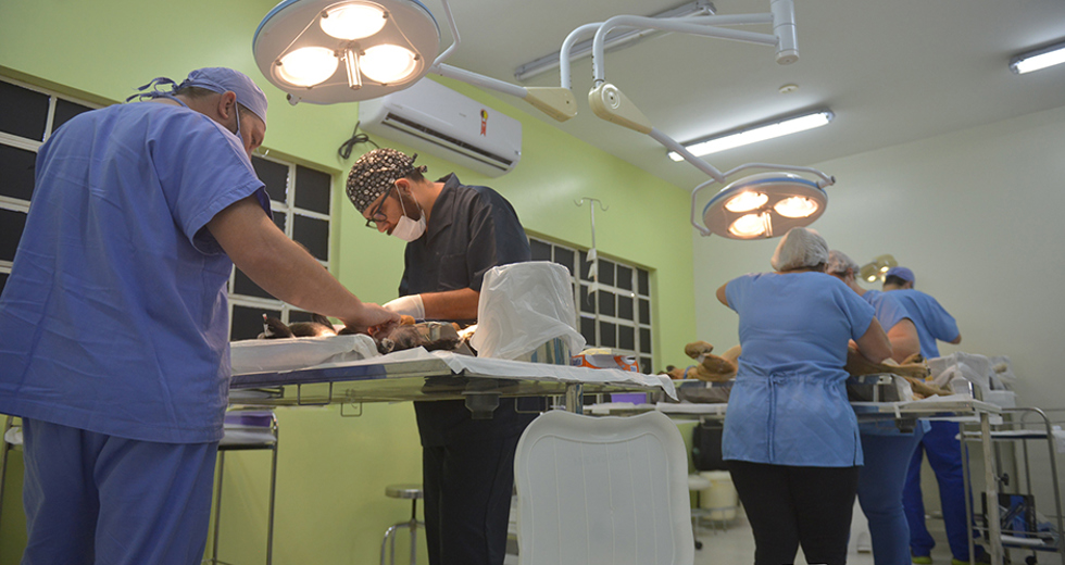 castracao-meu-pet-feliz-ccz-09-05-2019-lucas-cabral-20.jpg