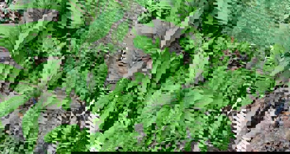 horta-no-bosque-4.jpeg