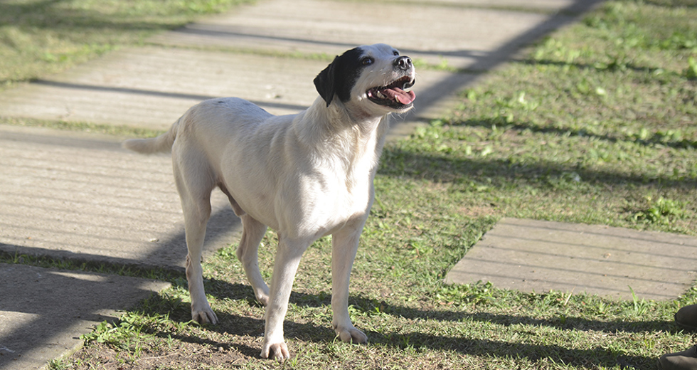 animais-para-adocao-31-07-2019-36.jpg