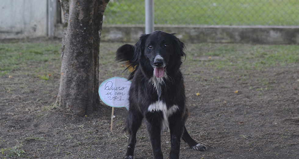 animais-para-adocao-31-07-2019-45.jpg