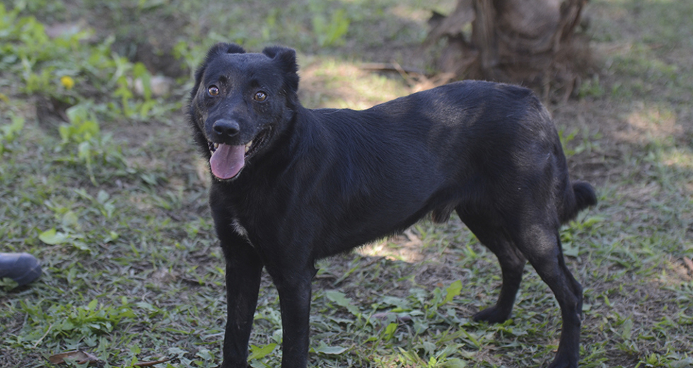 animais-para-adocao-31-07-2019-07.jpg