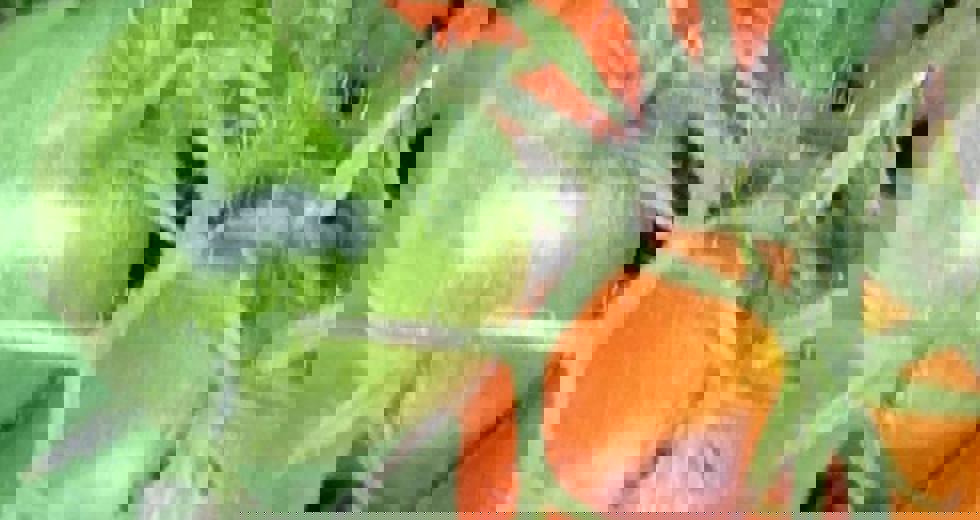 horta-no-bosque-5.jpeg
