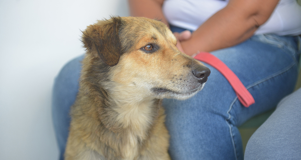 castracao-meu-pet-feliz-ccz-09-05-2019-lucas-cabral-26.jpg