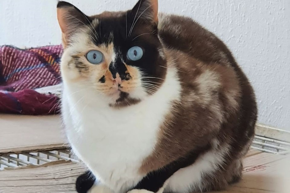 gatinha.jpeg