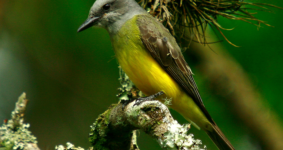 tyrannus-melancholicus-suiriri.jpg