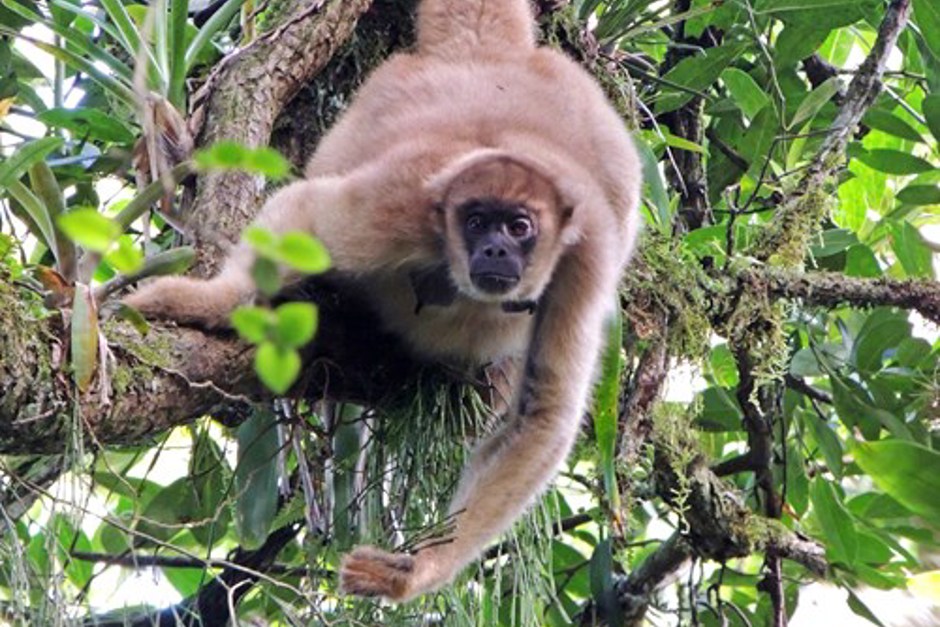 muriqui-femea-em-sfx-foto-de-allan-souza.jpg