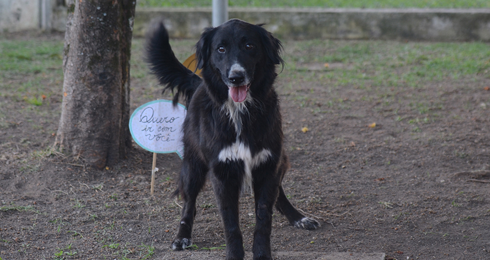 animais-adocao-ccz-26-07-2019-lucas-cabral-13.jpg