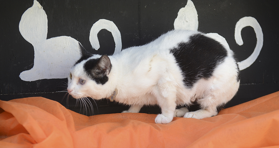 animais-para-adocao-31-07-2019-25.jpg