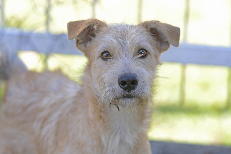 animais-ccz-27-08-2019-lucas-cabral-03.jpg