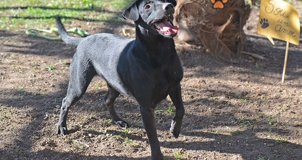 animais-adocao-ccz-26-07-2019-lucas-cabral-10.jpg