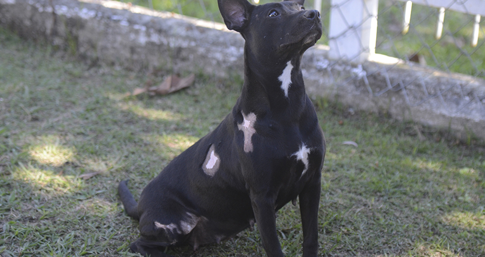 animais-para-adocao-31-07-2019-10.jpg