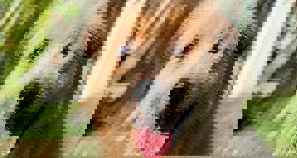 caes-9.jpeg