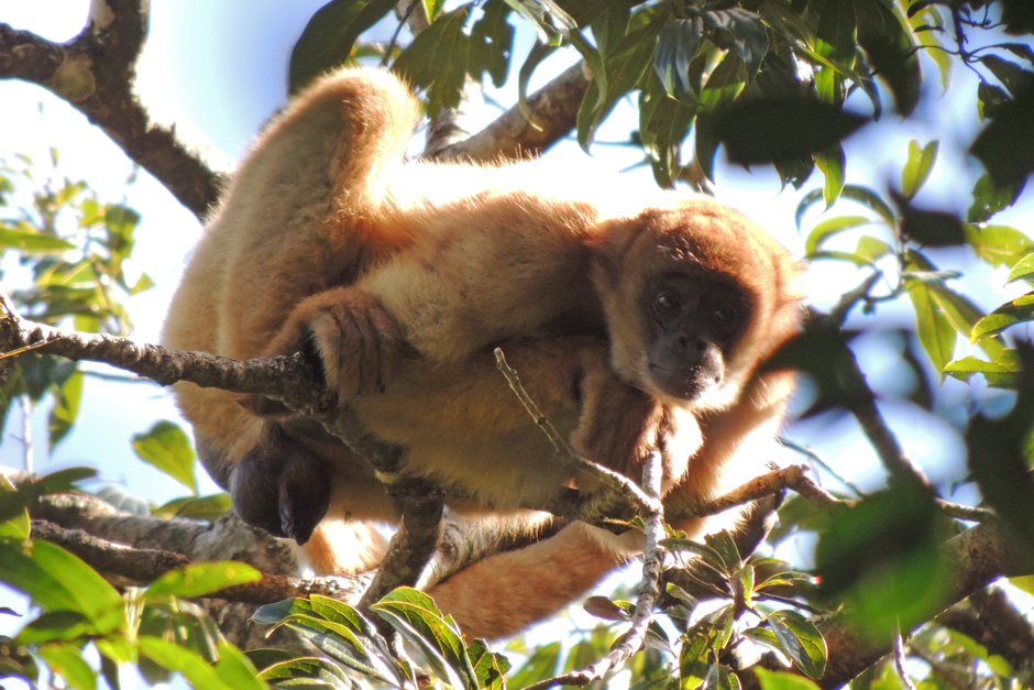 muriqui-macho-olhar.jpg