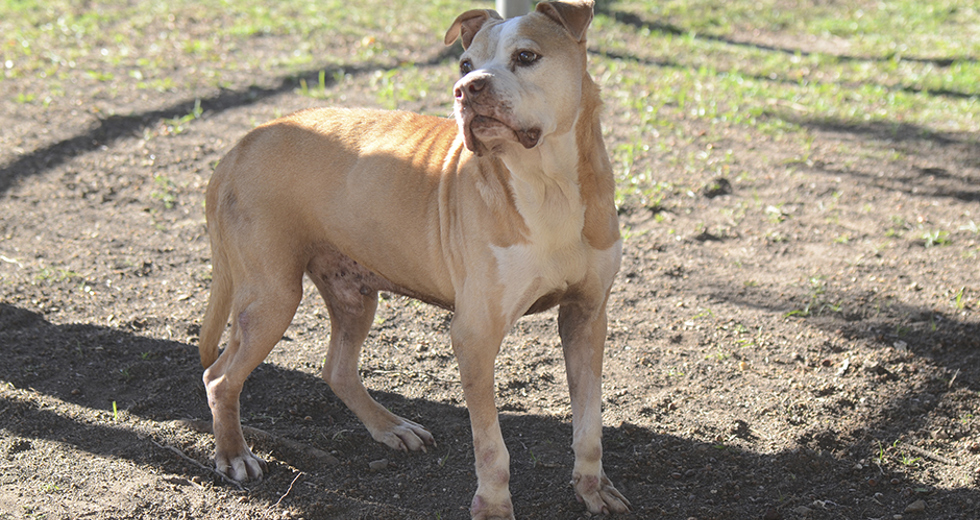 animais-para-adocao-31-07-2019-34.jpg