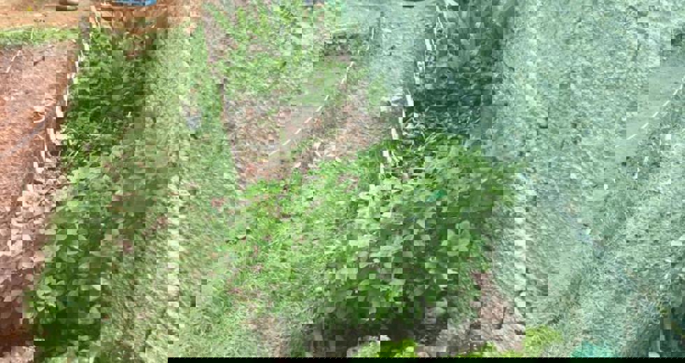 horta-no-bosque-11.jpeg