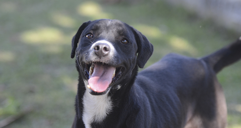animais-para-adocao-31-07-2019-11.jpg