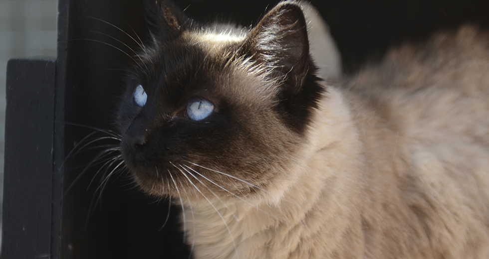 animais-para-adocao-31-07-2019-20.jpg