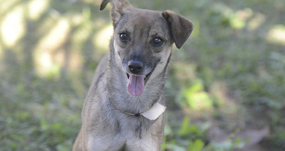 animais-para-adocao-31-07-2019-09.jpg
