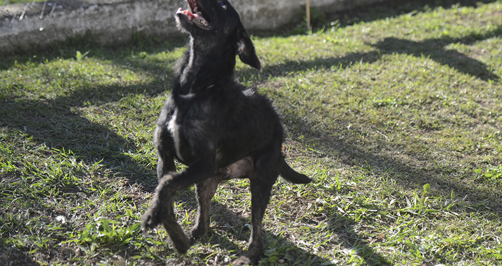 animais-para-adocao-31-07-2019-37.jpg