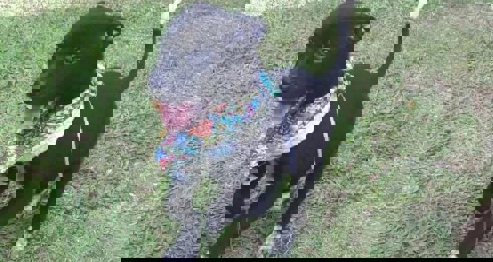 caes-10.jpeg