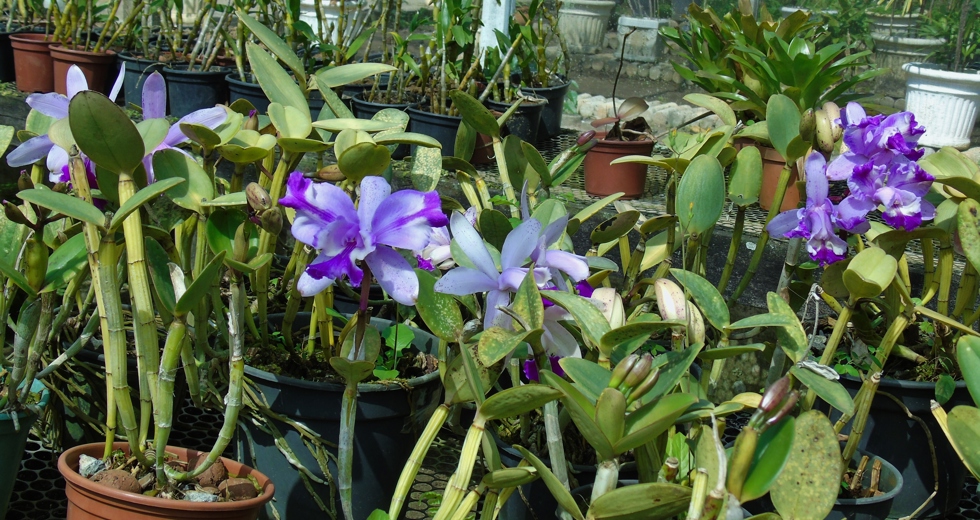 zfundhasfloresfolhas-038.jpg
