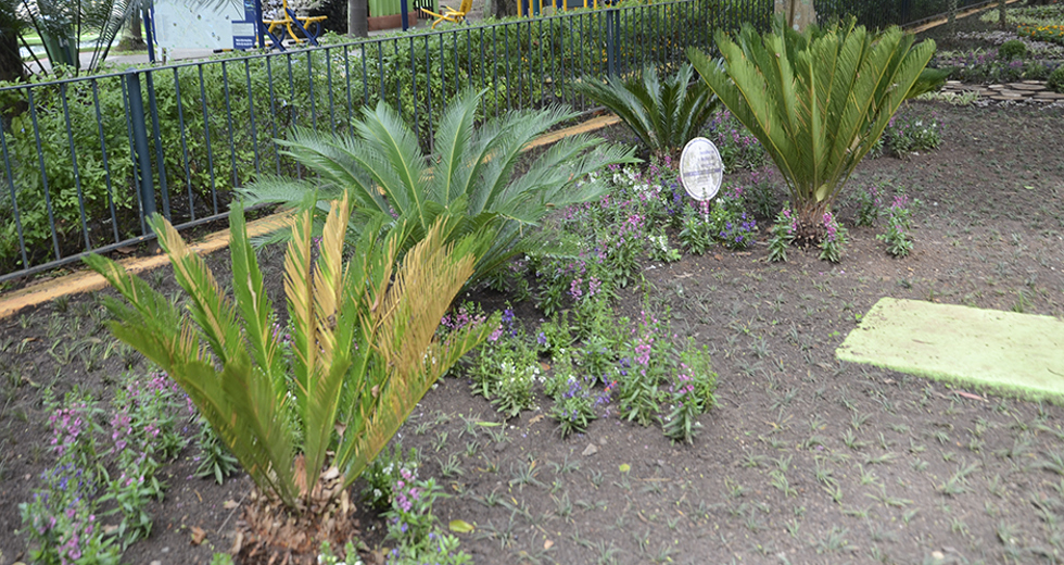 paisagismo-parque-santos-dumont-12-12-2019-lucas-cabral-15.jpg