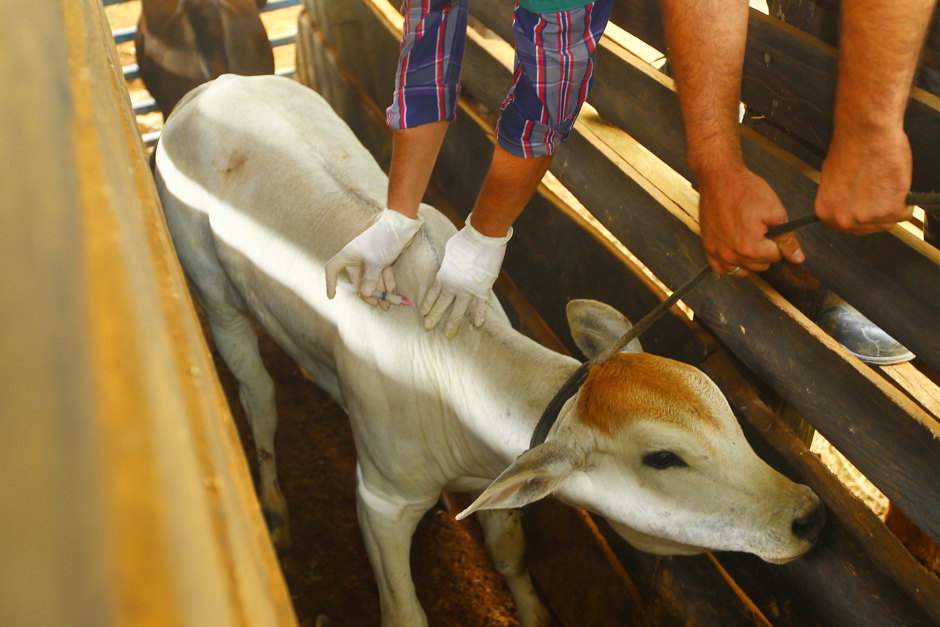 vacina-animal-2.jpg